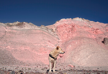 dog posing on a mountain of seven colors
