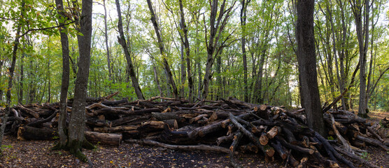 Many logs are harvested in the forest.