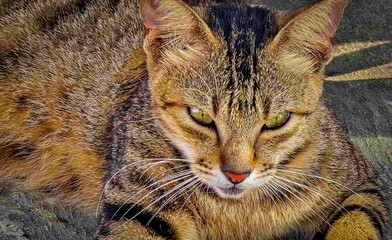 beautiful cute abandoned street cat with fluffy fur, a stray cat in the street