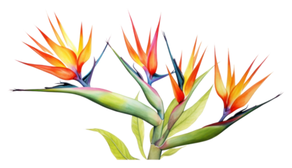 PNG Bird of paradise flower border plant white background inflorescence.
