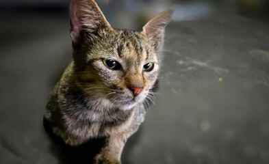 beautiful cute abandoned street cat with fluffy fur, a stray cat in the street