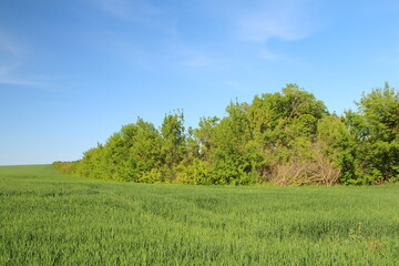Fototapeta premium A grassy field with trees in the background