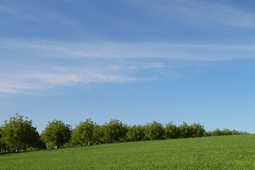 A grassy field with trees and blue sky