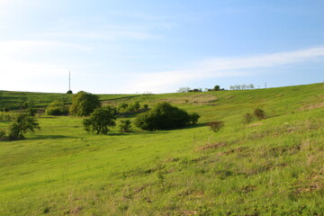 A grassy field with trees