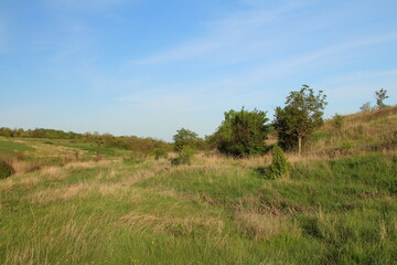 A grassy field with trees