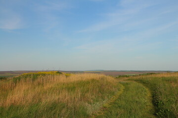 Fototapeta premium A field of grass