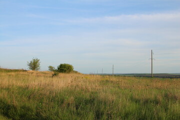 A field of grass