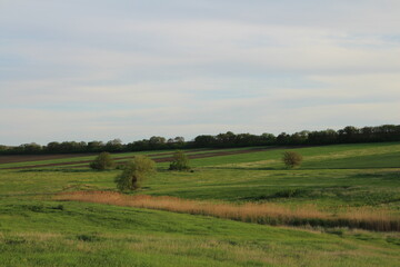 A field with trees and grass