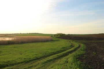 Obraz premium A field with grass and trees