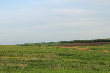 Obraz premium A field of grass