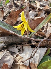 Spring Woodland flowers in Ohio - Trout Lily