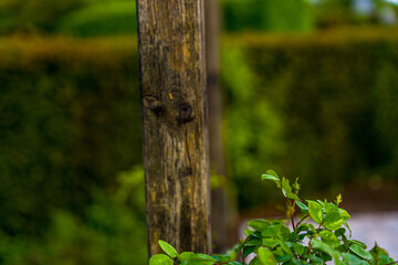 Wooden fence 