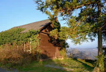 Fragment of a wooden house in the mountains, covered with climbing plants, next to a pine tree