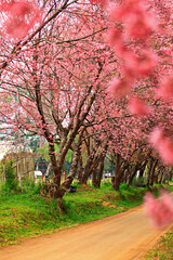 Wild himalayan cherry blooming at Khun Wang Royal Project in Chiang mai, Thailand 