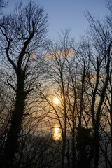 Dark silhouettes of trees without leaves on the background of sunset over the sea
