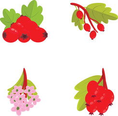 Hawthorn icons set cartoon vector. Red berry and flower of hawthorn. Nature, medical plant
