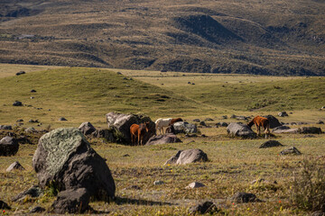 Caballos salvajes en el Parque Nacional Cotopaxi