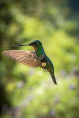 Colibri en el aire, bosque nublado, Choco andino Provincia de Pichincha © Francisco