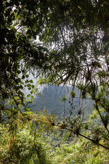 Vegetacion del bosque nublado del Chocó andino