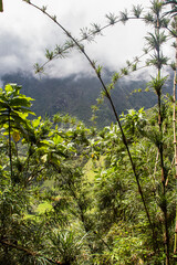 Paisaje del Chocó Andino bosque nublado