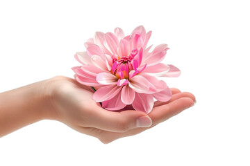 female hands with flower