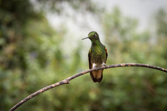 Colibr&iacute; zamarrito 