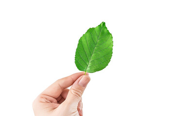 hand holding a green leaf isolated background