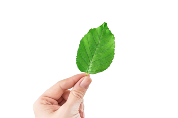 hand holding a green leaf isolated background
