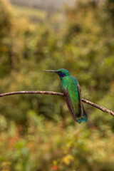 Colibrí verde posado en rama