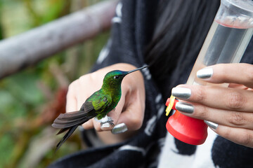 Experiencia con Colibrí del Valle de Nono © Francisco