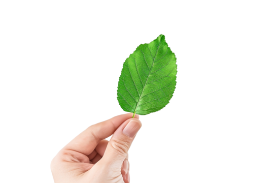hand holding a green leaf isolated background - Powered by Adobe