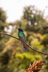 Aves del Chocó andino © Francisco