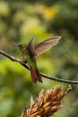 Colibrí con sus alas abiertas en el bosque nublado © Francisco