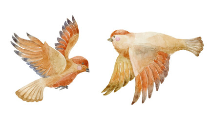 Set of Watercolor Sparrows. Illustration.