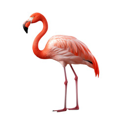 pink flamingo isolated on white