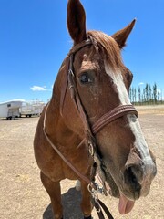 Obraz premium portrait of a horse