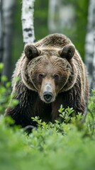 Fototapeta premium A large brown bear in the forest