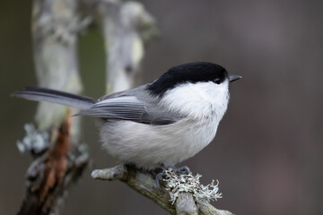 Naklejka premium willow tit