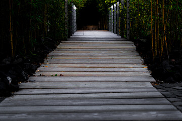 boardwalk in the forest