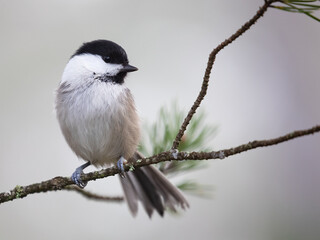 willow tit