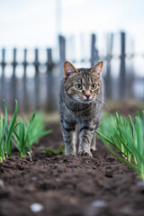 Focused tabby cat prowls through garden rows, with green shoots of plants emerging from the soil, set against a rustic wooden fence background.