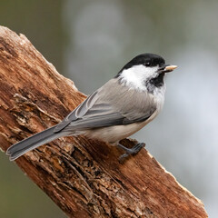 willow tit