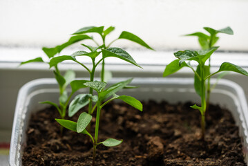 Young pepper plants with fresh green leaves, growing in white container filled with rich soil,...