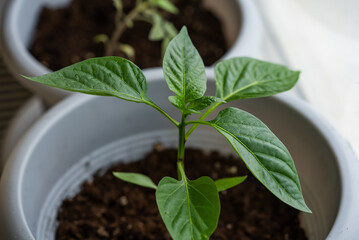 Young bell pepper plant in a white pot with fresh green leaves and visible water droplets. Spring seedlings on the windowsill. 