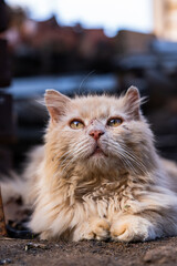 Portrait of elderly fluffy ginger cat with soulful gaze, lying on the ground, with soft focus on its rugged fur and deep, expressive eyes.