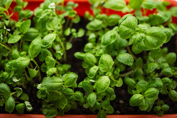 Vibrant green basil seedlings with water droplets glisten in moist soil, contained in a red pot, emphasizing early stages of plant growth and home gardening.