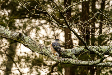 Hawk Stretching on a Branch