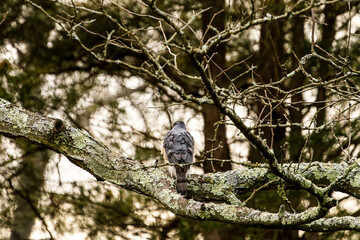 Hawk Stretching on a Branch