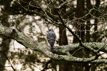 Hawk Stretching on a Branch