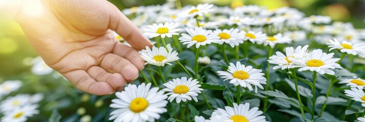 Hand delicately caressing daisies in a sunlit field on a beautiful and serene day